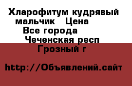 Хларофитум кудрявый мальчик › Цена ­ 30 - Все города  »    . Чеченская респ.,Грозный г.